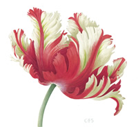 Tulip, Estelle Rijnveld