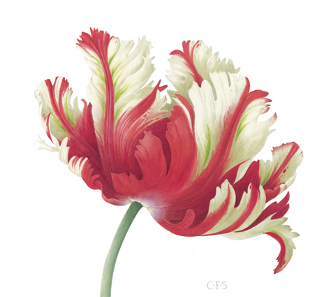 Tulip, Estelle Rijnveld