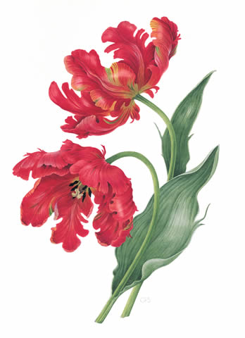 Tulip 'Rococo'