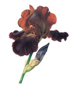 Iris Supreme Sultan